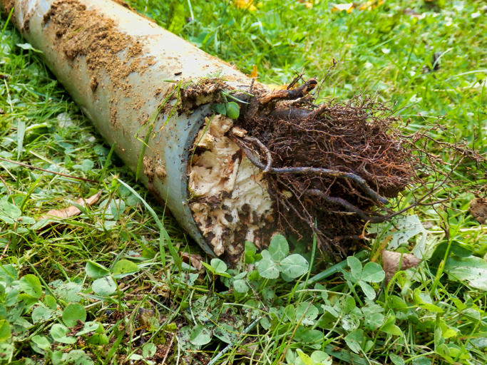 Image of drainage pipe blocked with tree roots and debris.